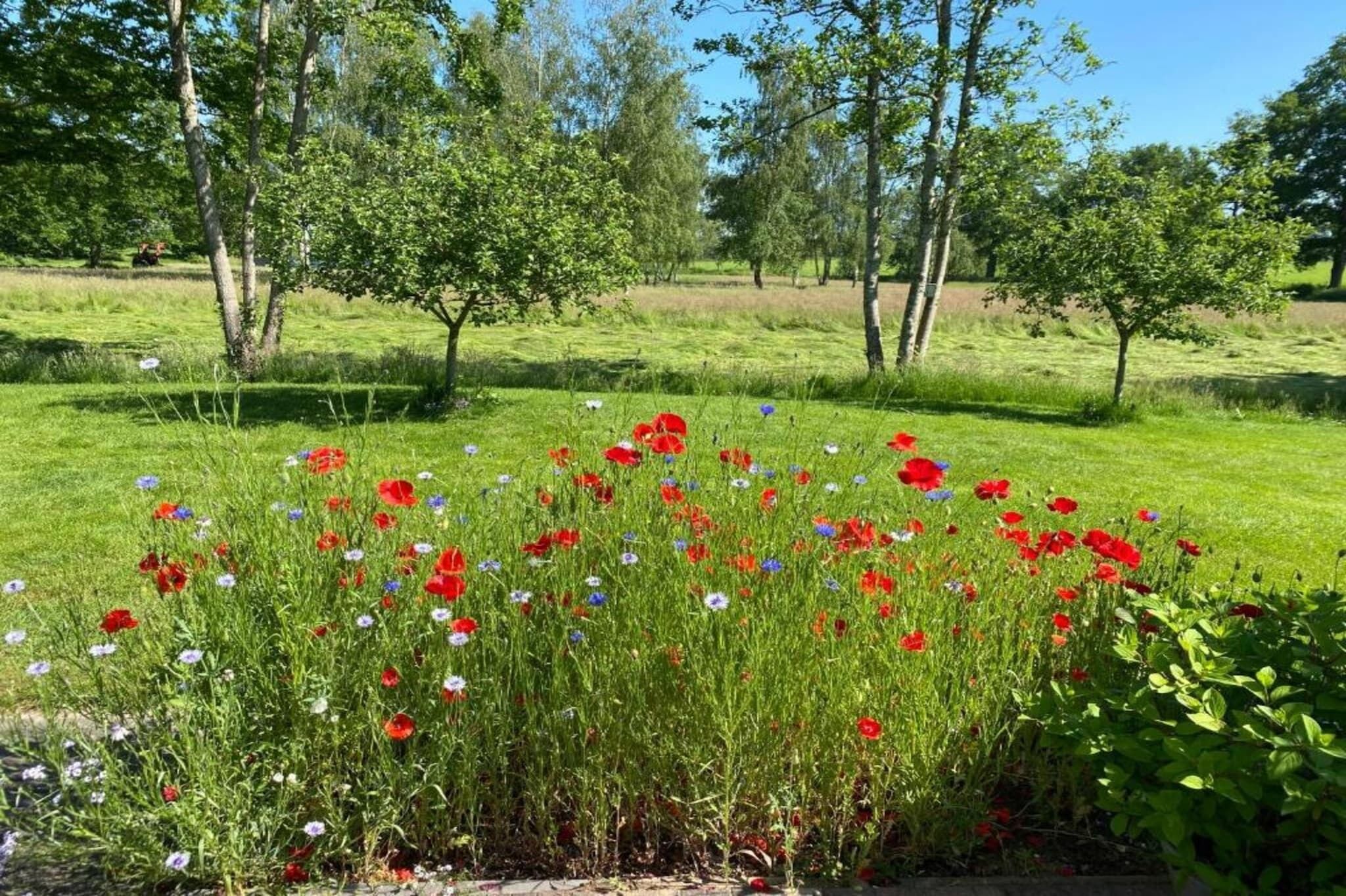 Un campo de flores rojas y azules con árboles al fondo.