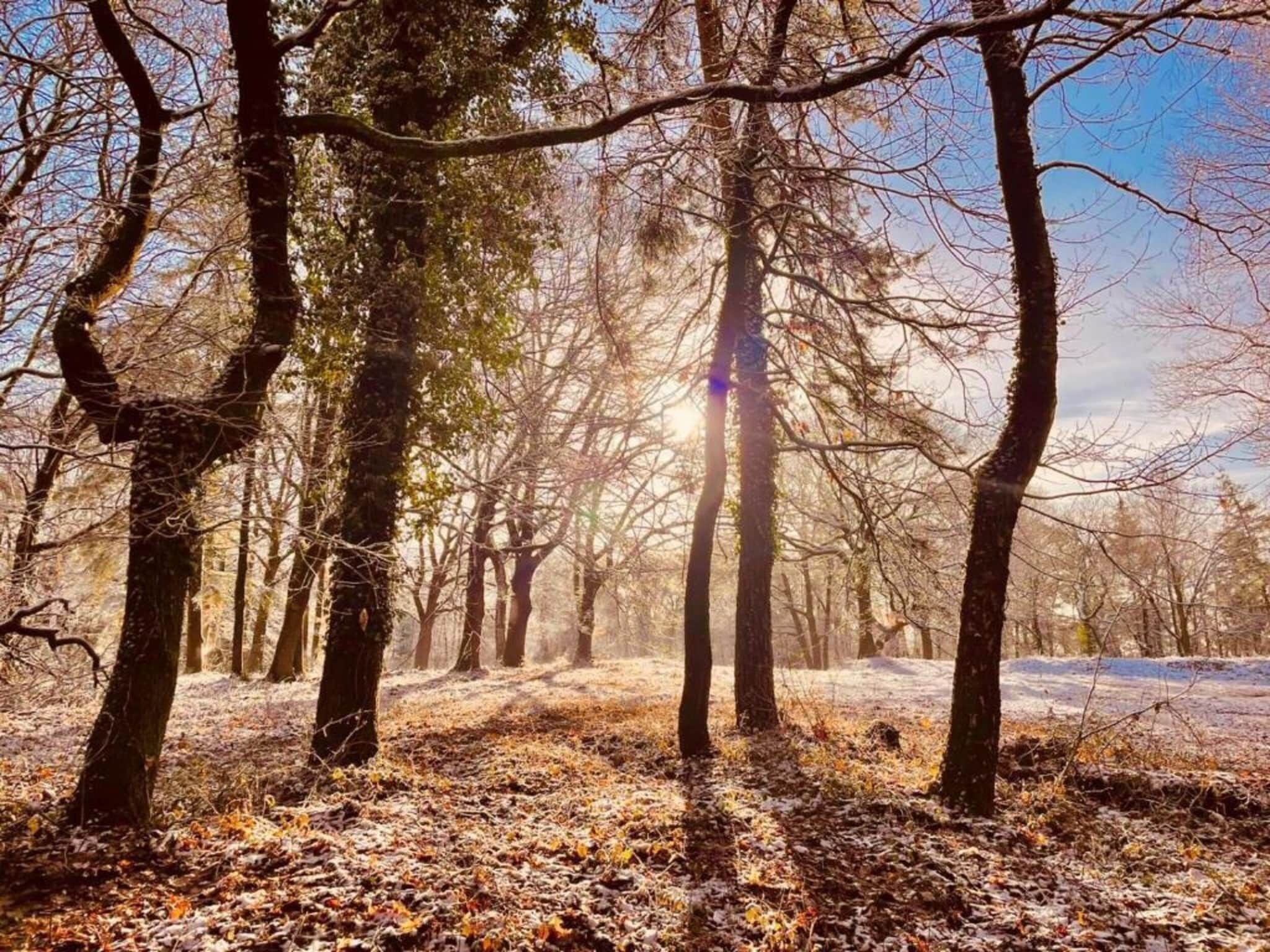 Een bos met hoge bomen en een pad bedekt met herfstbladeren.