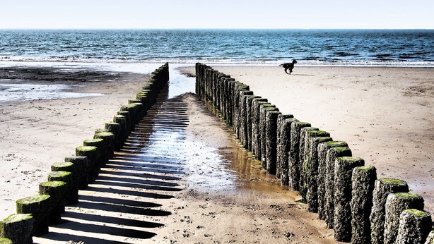 Une plage avec une promenade en béton qui mène à l’eau, un chien qui court le long du rivage et un ciel dégagé.