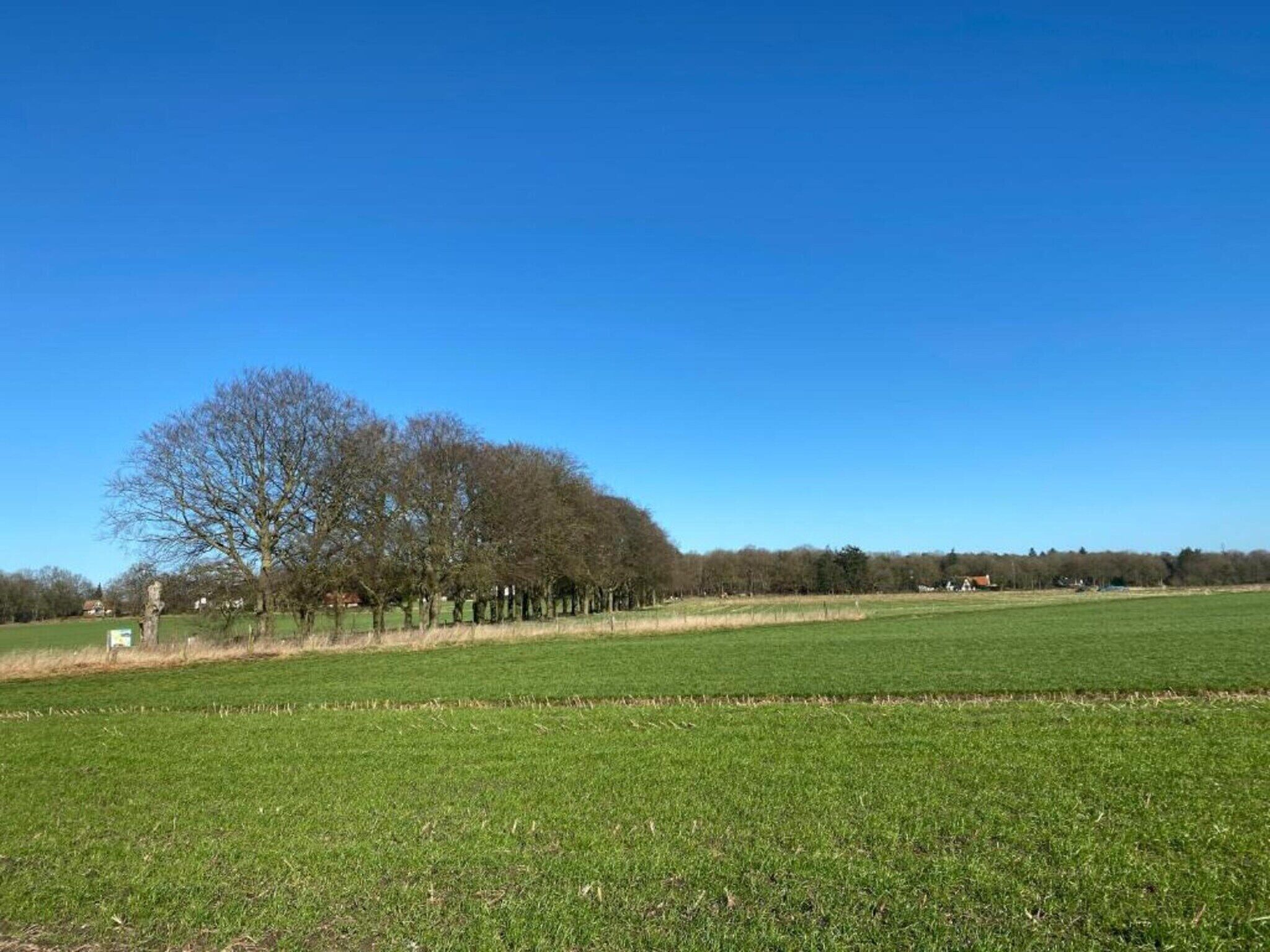 Un prato erboso con una fila di alberi e un cielo azzurro limpido.