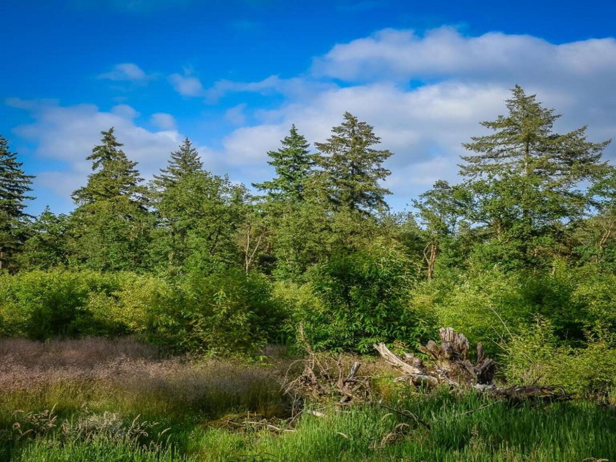 Un bosque denso con árboles altos y un cielo despejado.