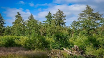 Un bosque denso con árboles altos y un cielo despejado.
