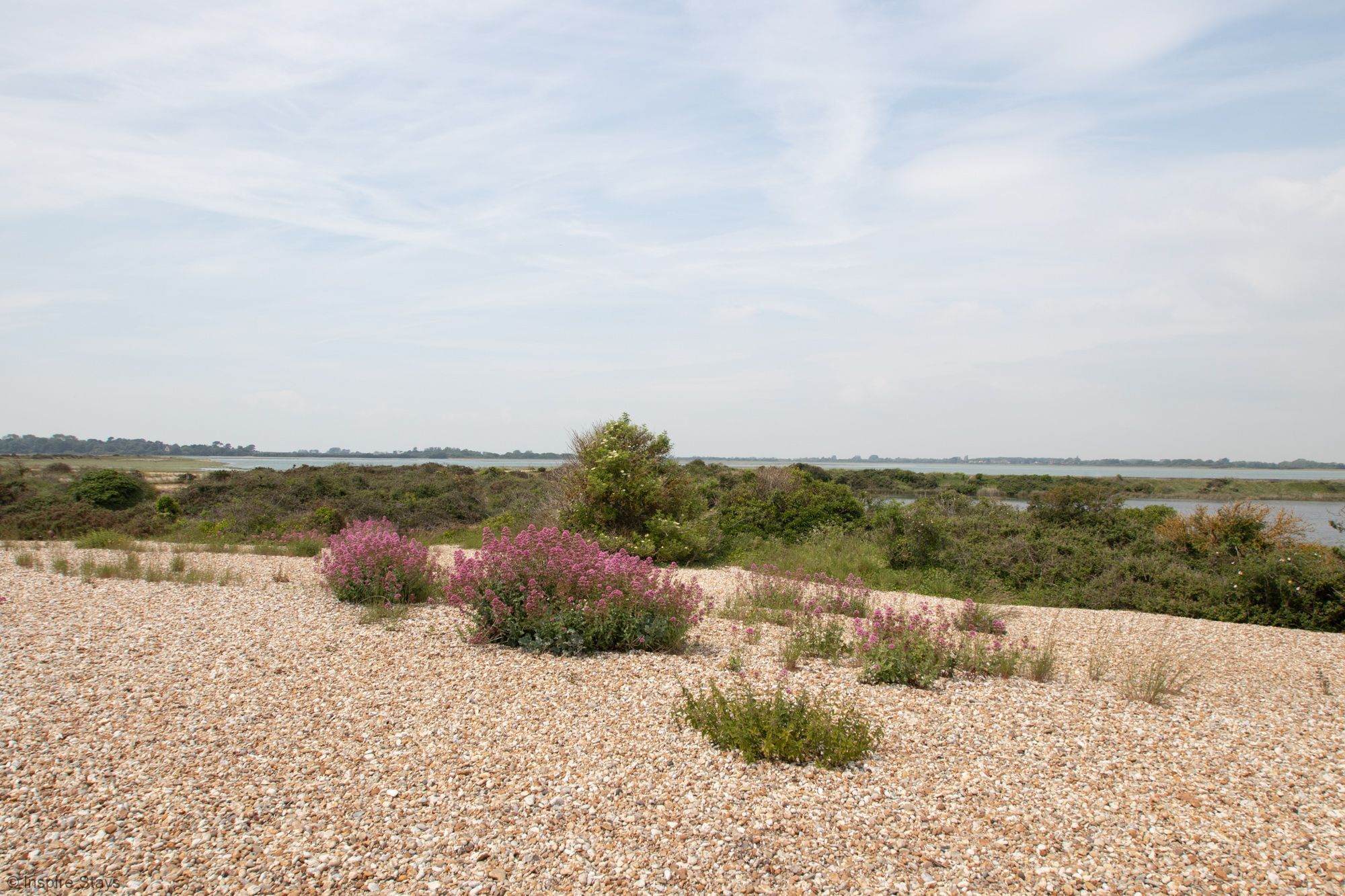 A coastal landscape with pebbled beach, pink flowering shrubs, and distant trees.