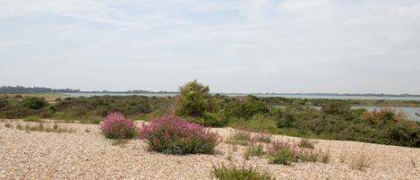 A coastal landscape with pebbled beach, pink flowering shrubs, and distant trees.