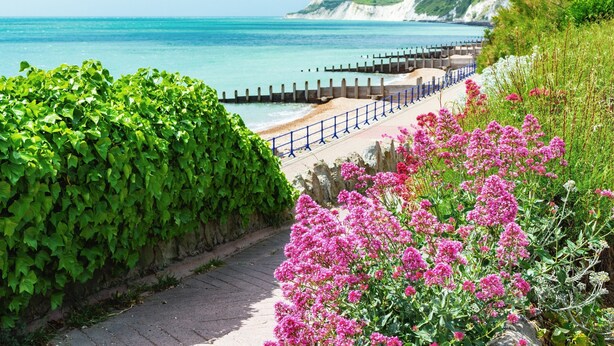 A coastal walkway with a stone path, a blue fence, and pink flowers.