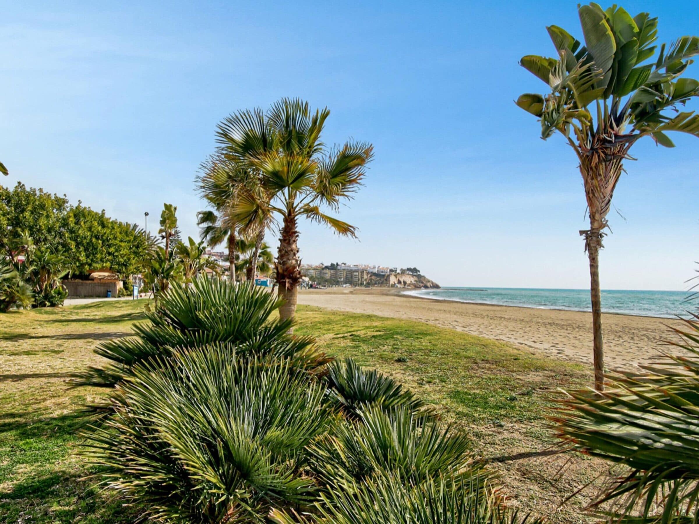 A beach with palm trees and a clear sky.