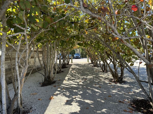 Un sentier bordé d’arbres et recouvert de gravier.