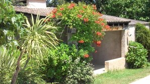 A garden with a variety of plants and a small building with a tiled roof. - CHARMING HOUSE WITH PRIVATE POOL (Prunelli-di-Fiumorbo)
