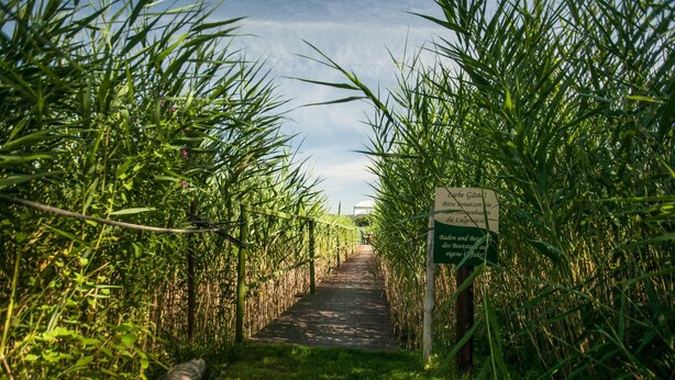 A pathway through tall grass leading to a building. - Apartment Bellevue in a chalet on Lake Sader (Buckow (Märkische Schweiz))