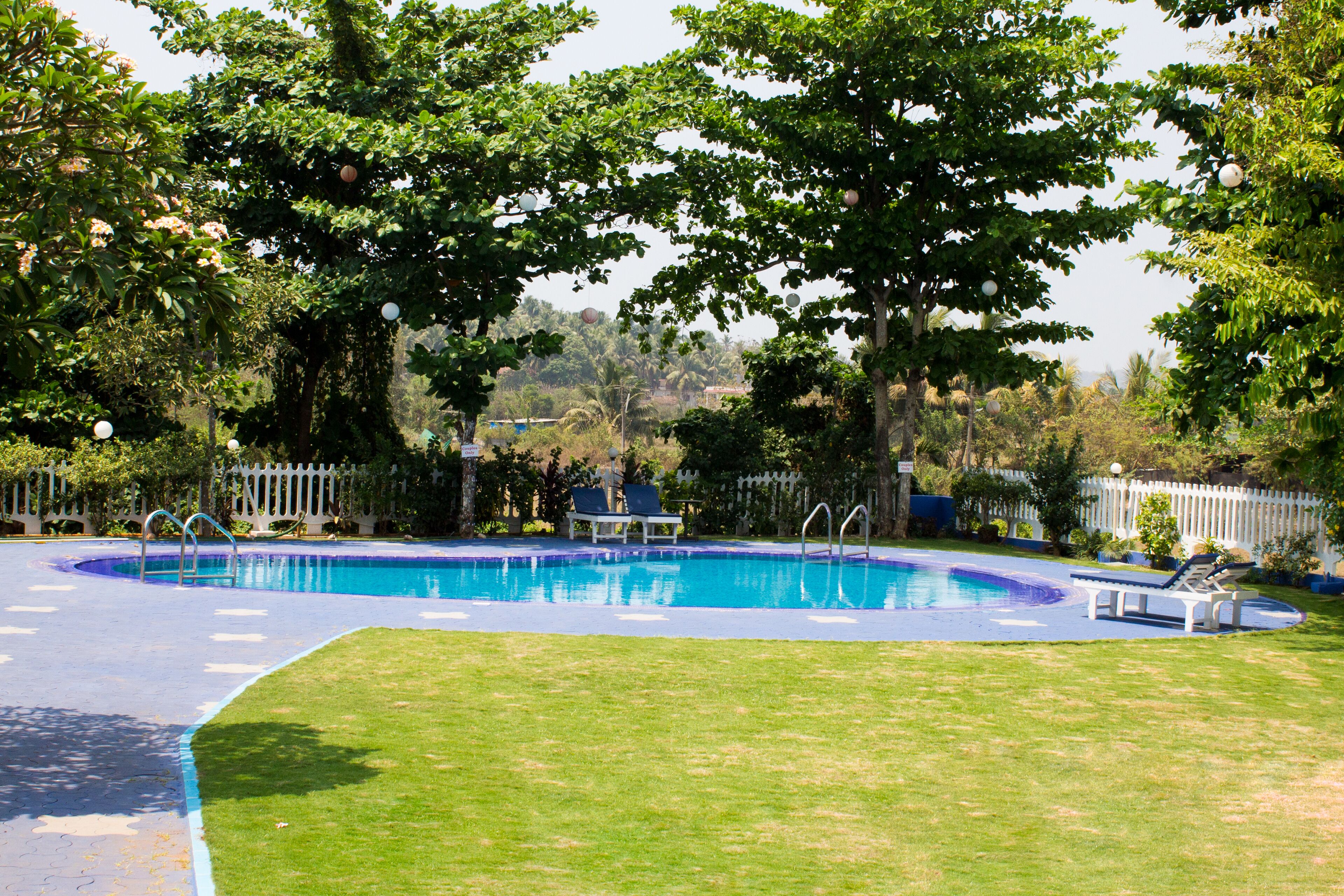 Foto - Palmarinha de Goa