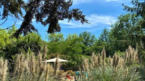 Un sendero en un jardín con pastos altos y árboles, una sombrilla blanca y un letrero.