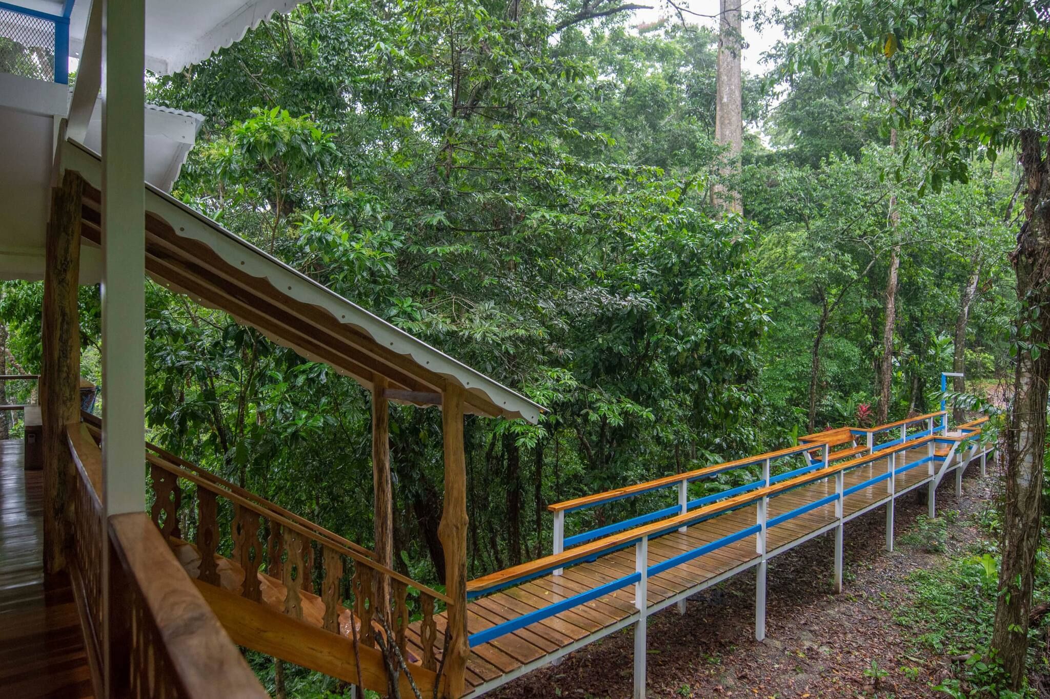 A wooden bridge with blue railings in a forested area.
