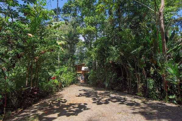 A pathway leading to a building surrounded by dense tropical vegetation.