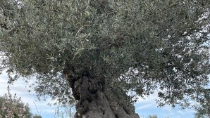 Ein großer Olivenbaum mit dickem Stamm und dichtem Laub.