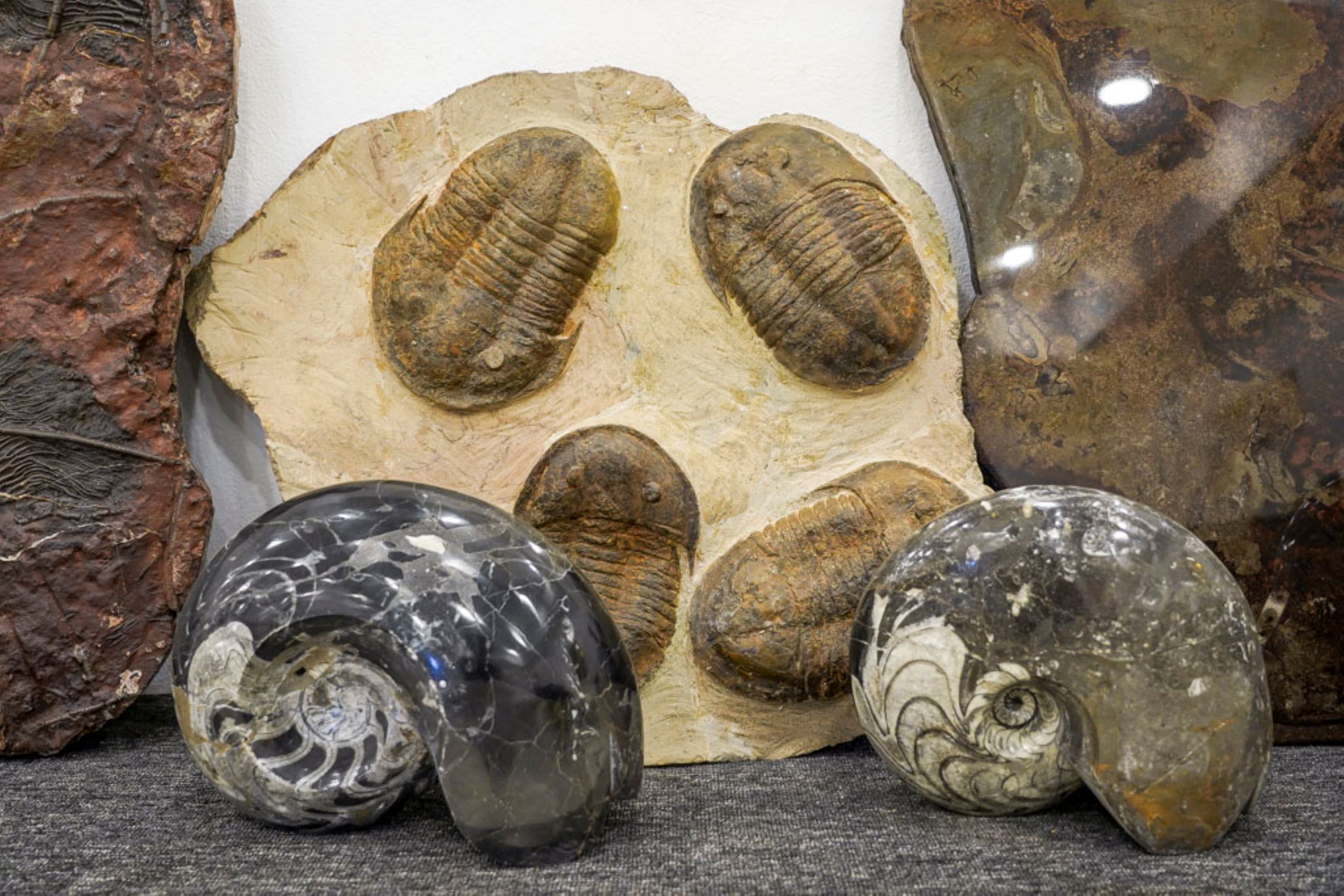 A display of fossilized ammonites and a rock with a fossil imprint.