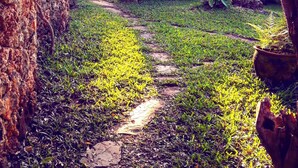 A stone pathway leading through a lush garden with tropical plants and trees. - Tiwani Sunset, a Little Piece of Eden (Tiwi)