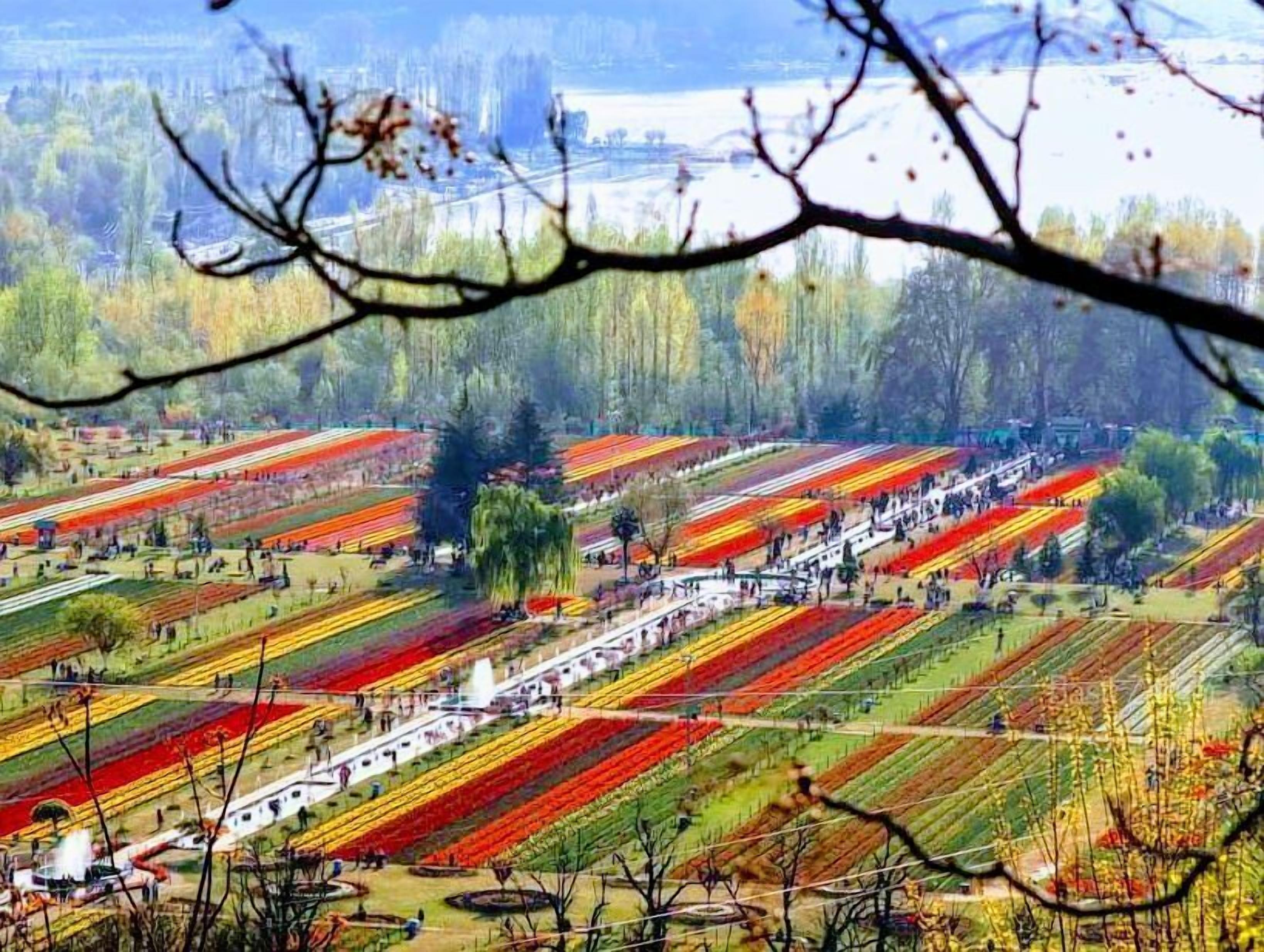 Un jardín amplio y ordenado con hileras de flores de colores y árboles al fondo.