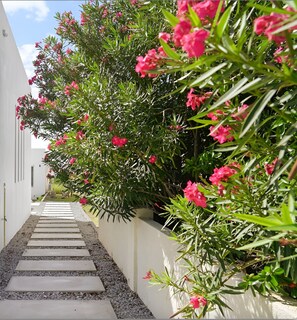 Property grounds - Large, Modern apartment with pool in exclusive Malmok/Arashi area, near beach. (Noord)