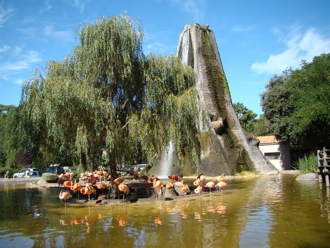 A pond with flamingos and a large weeping willow tree.