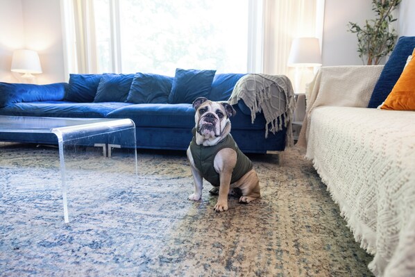 A dog sitting on a carpet in a room with a blue sofa, a white couch, and a clear glass partition.