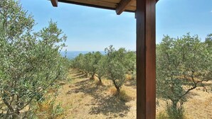 Ein Olivenhain mit einer Holz-Pergola.