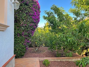 Ein Garten mit verschiedenen Pflanzen und einer Gebäudefassade.