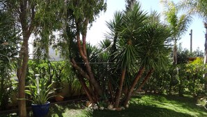 A garden with palm trees, a potted plant, and a paved walkway. - Cozy studio in the garden with terrace (Lagoa / Porches)