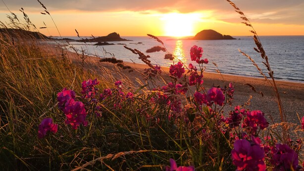 A beach with pink flowers in the foreground and a sunset over the ocean. - Family house, walking distance to the beach, near St Malo (Saint-Coulomb)