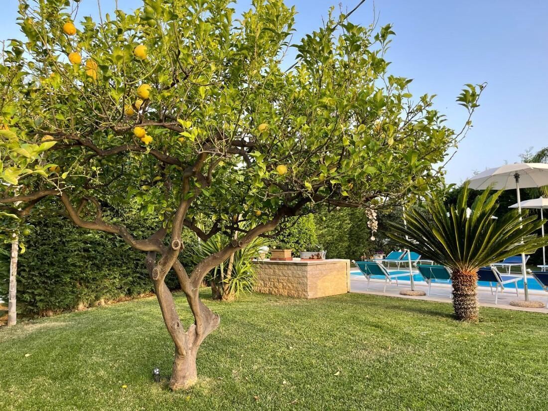 Uma árvore com limões, um vaso de pedra e uma área de piscina ao fundo.