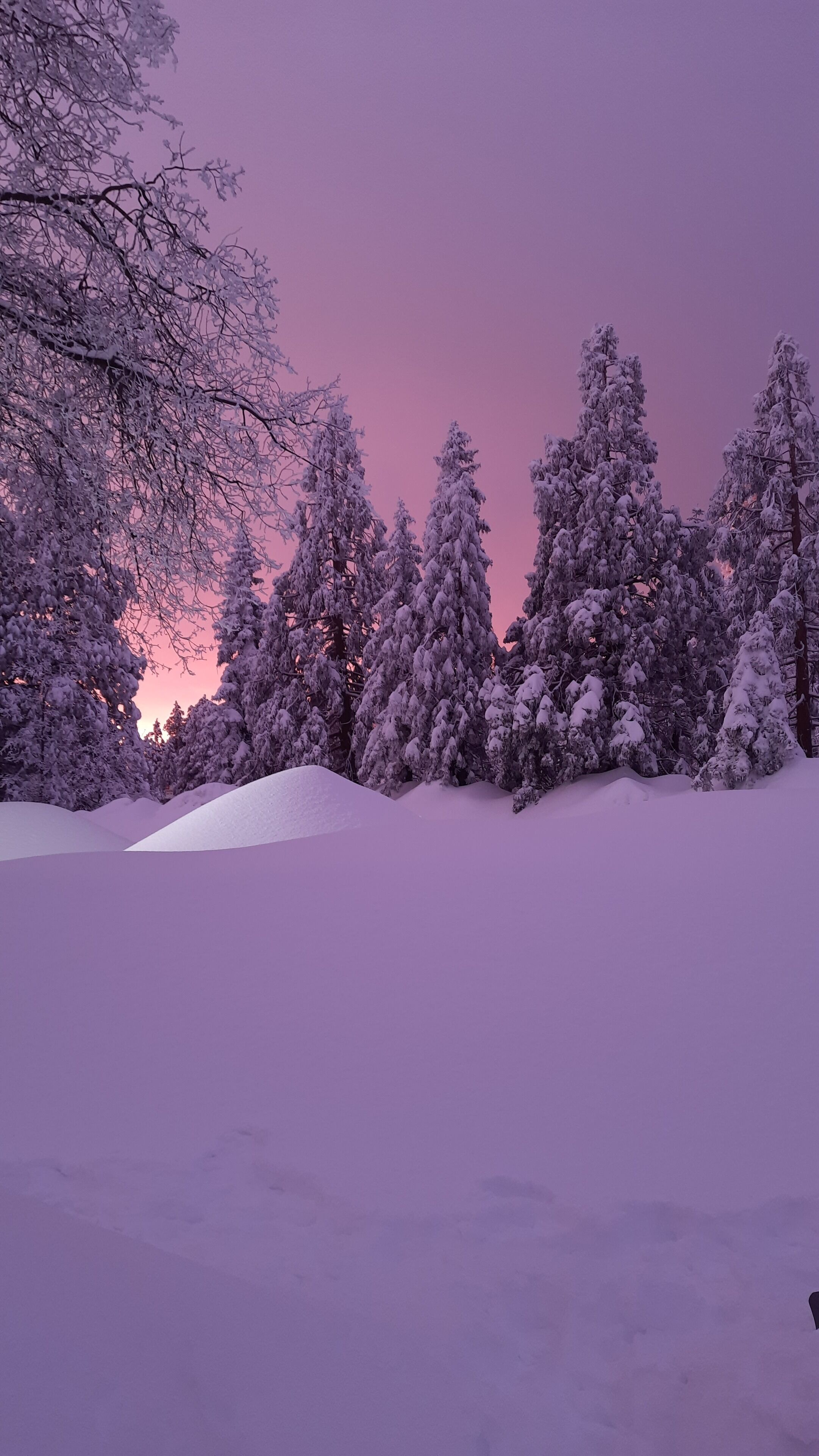 Un paisaje nevado con árboles y un cielo morado.