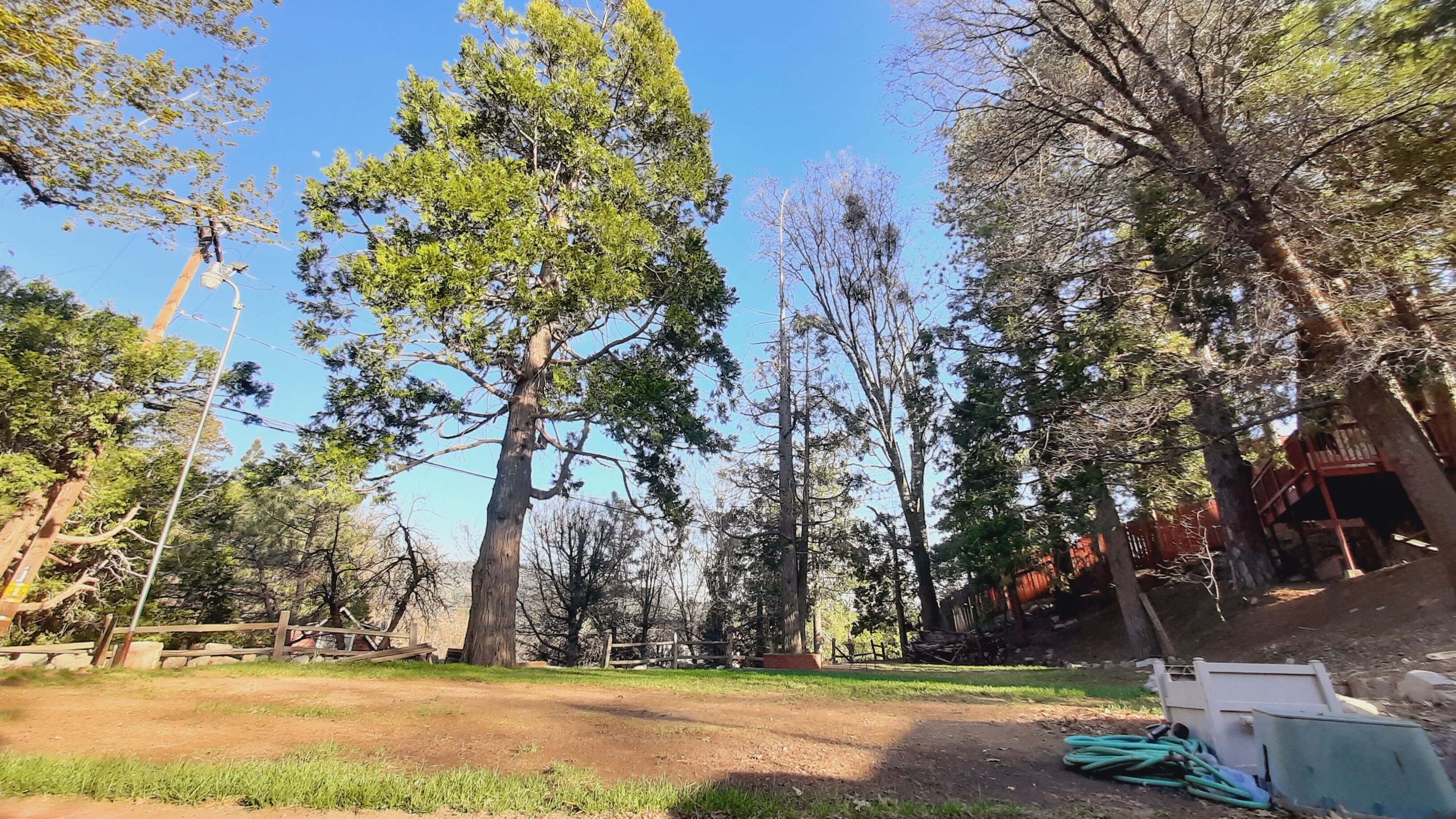 A natural outdoor area with tall trees, a dirt path, and some construction materials.