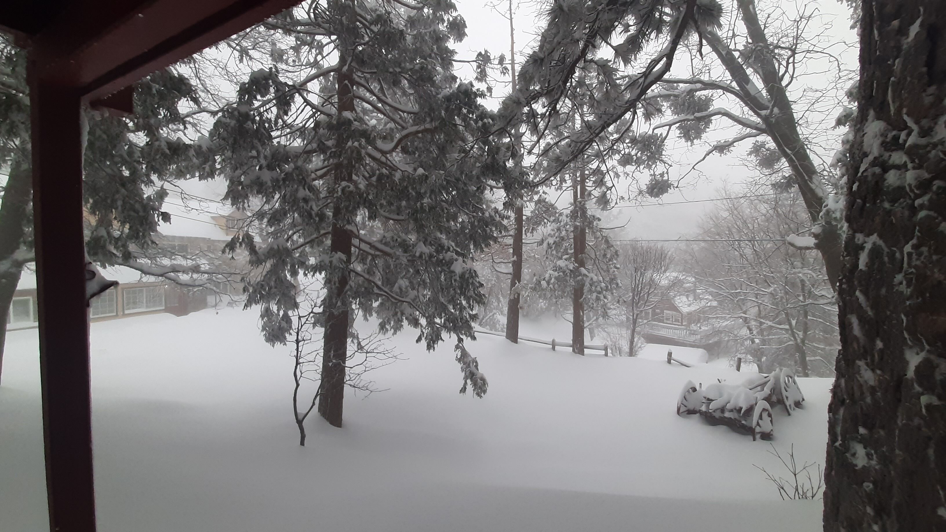 A snowy landscape with trees and a house in the background.