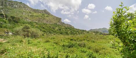 A lush green landscape with a mountain in the background.
