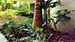 Una palmera vertical en una maceta, rodeada de diversas plantas verdes y helechos, con un muro de hormigón y un balcón al fondo.