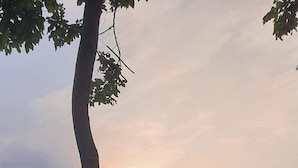 Ein Baum mit einer Gedenktafel, einem Metallgeländer und einer Stadtkulisse im Hintergrund.