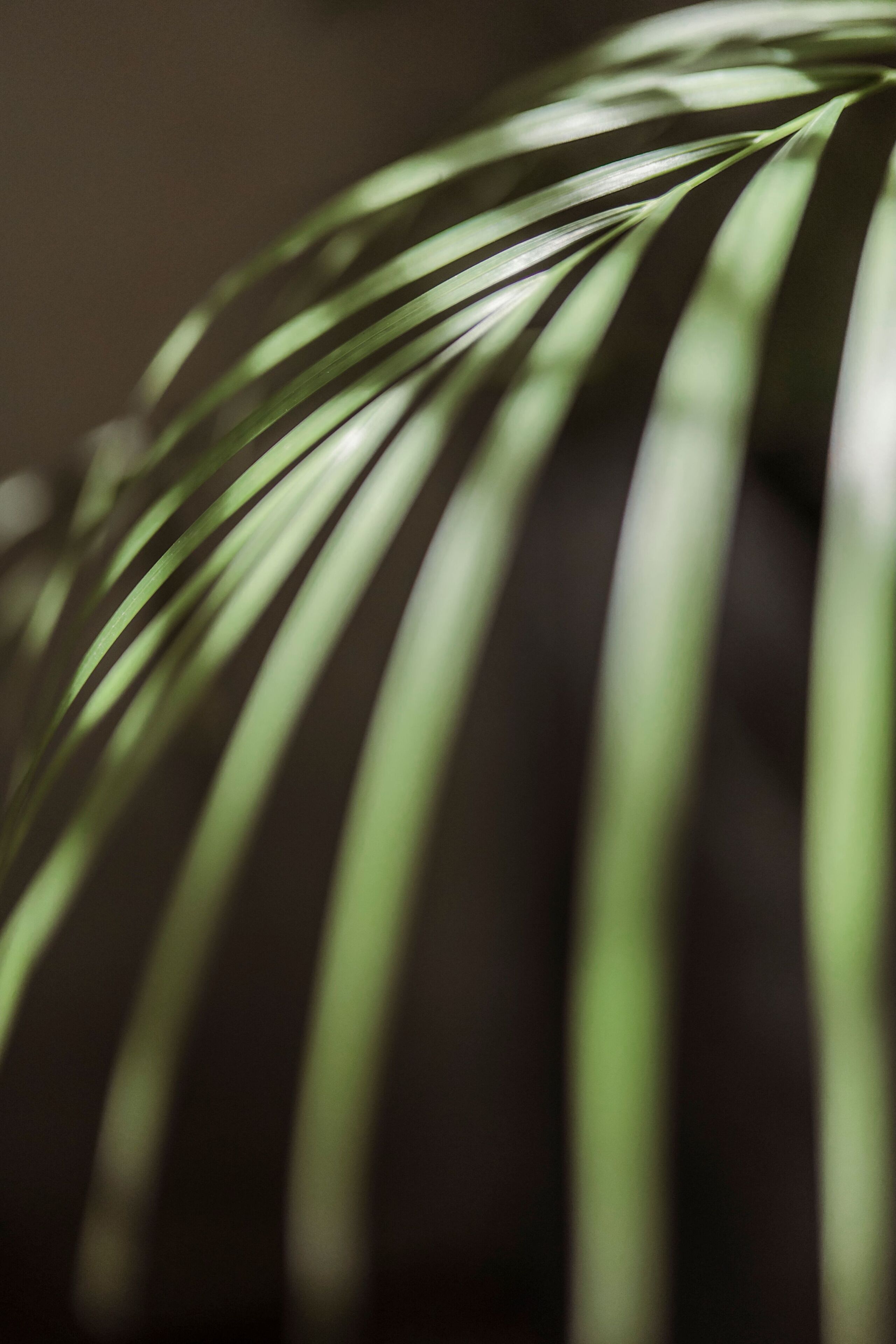 A close-up of a plant with long, slender leaves.