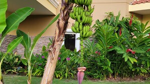 A lush garden with banana trees, a variety of tropical plants, and a well-maintained lawn. - Stay on the Beach at Acqua Condo (Puntarenas Province)