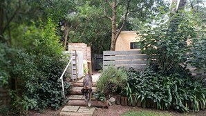 A dog walking down a stone pathway surrounded by lush greenery and a wooden fence.