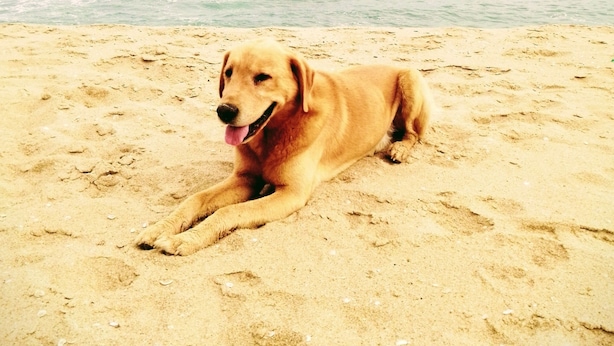 A dog lying on the beach.