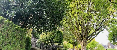 A tree-lined residential street with a paved walkway and a parked car.