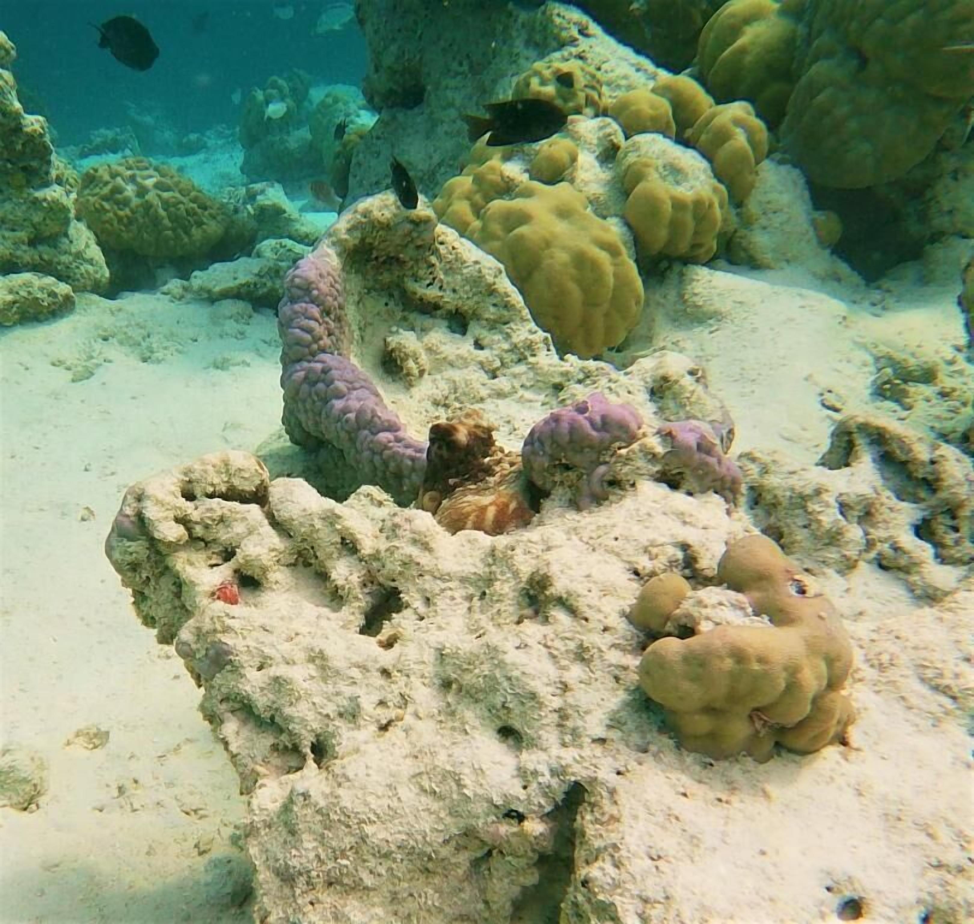 An underwater scene with coral formations and marine life.