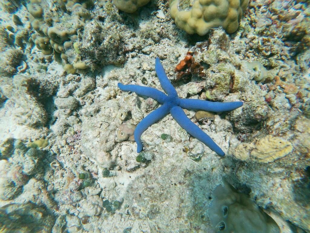 Une étoile de mer sur une surface rocheuse sous-marine.