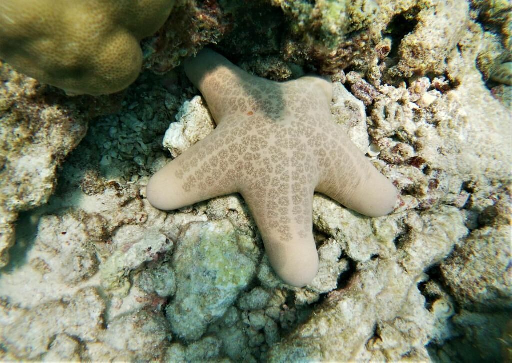 Una stella marina su una superficie rocciosa sommersa.
