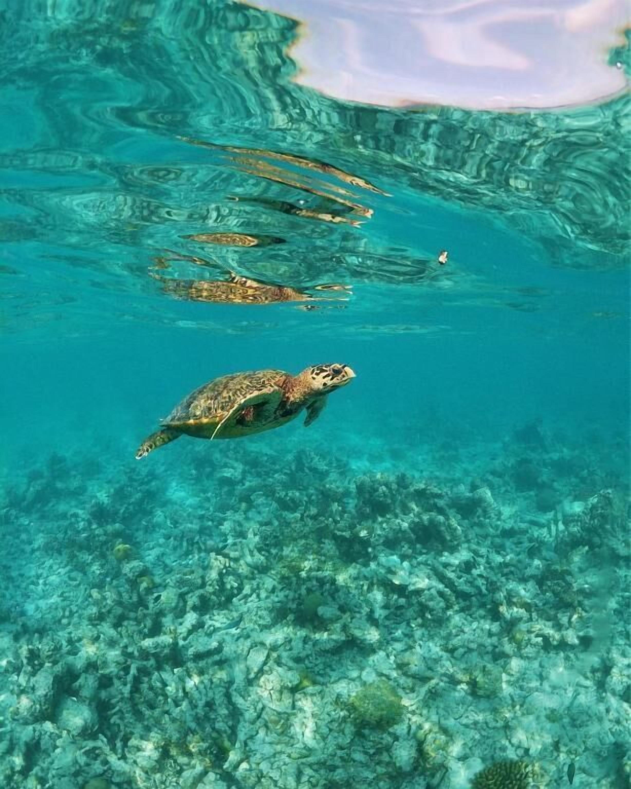 A sea turtle swimming in clear blue water with a rocky seabed.