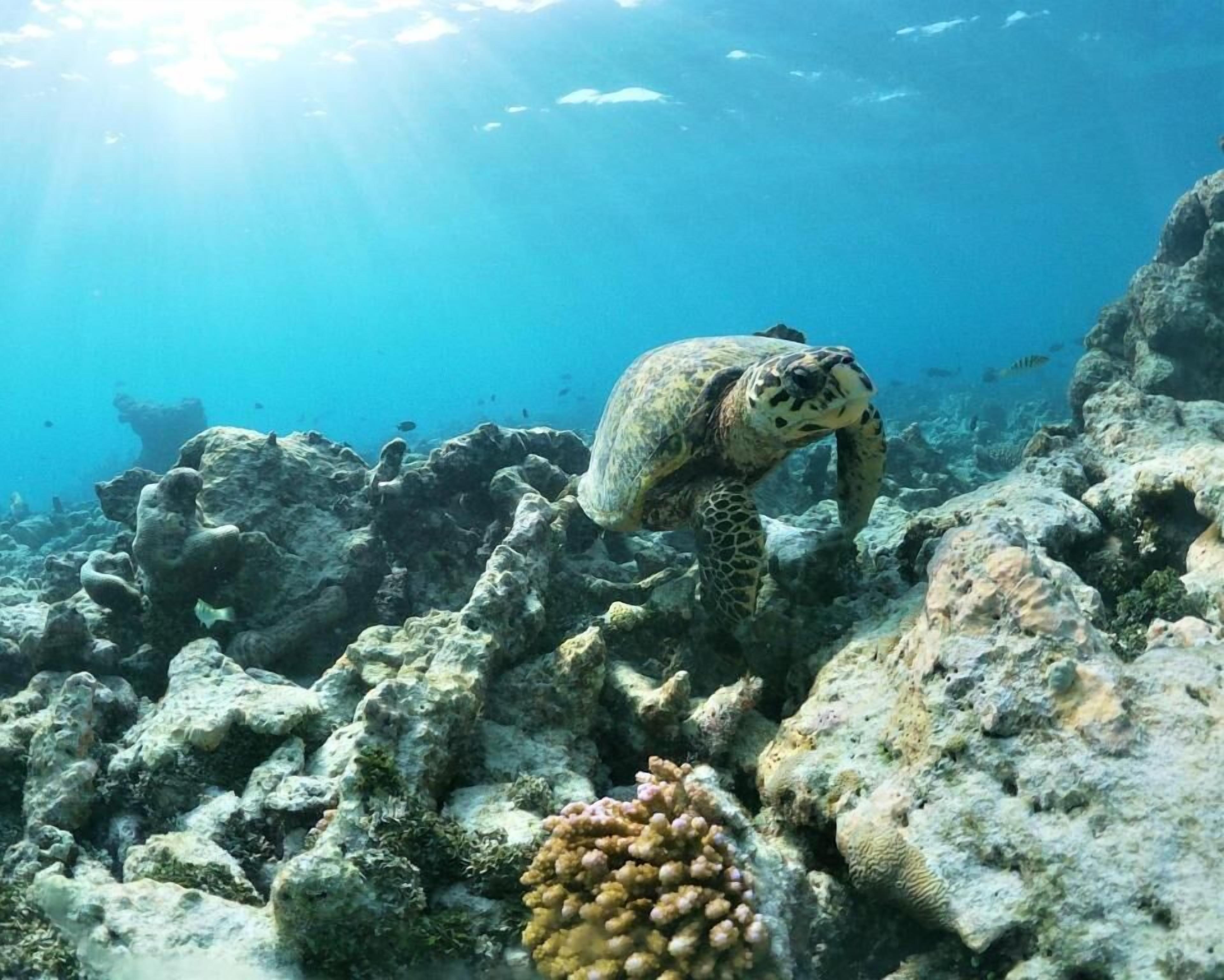 A sea turtle swimming near a coral reef.