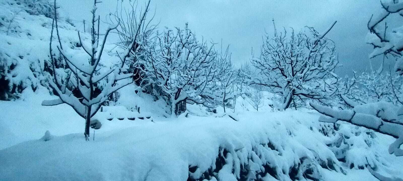 A snowy landscape with bare trees and a snow-covered ground.
