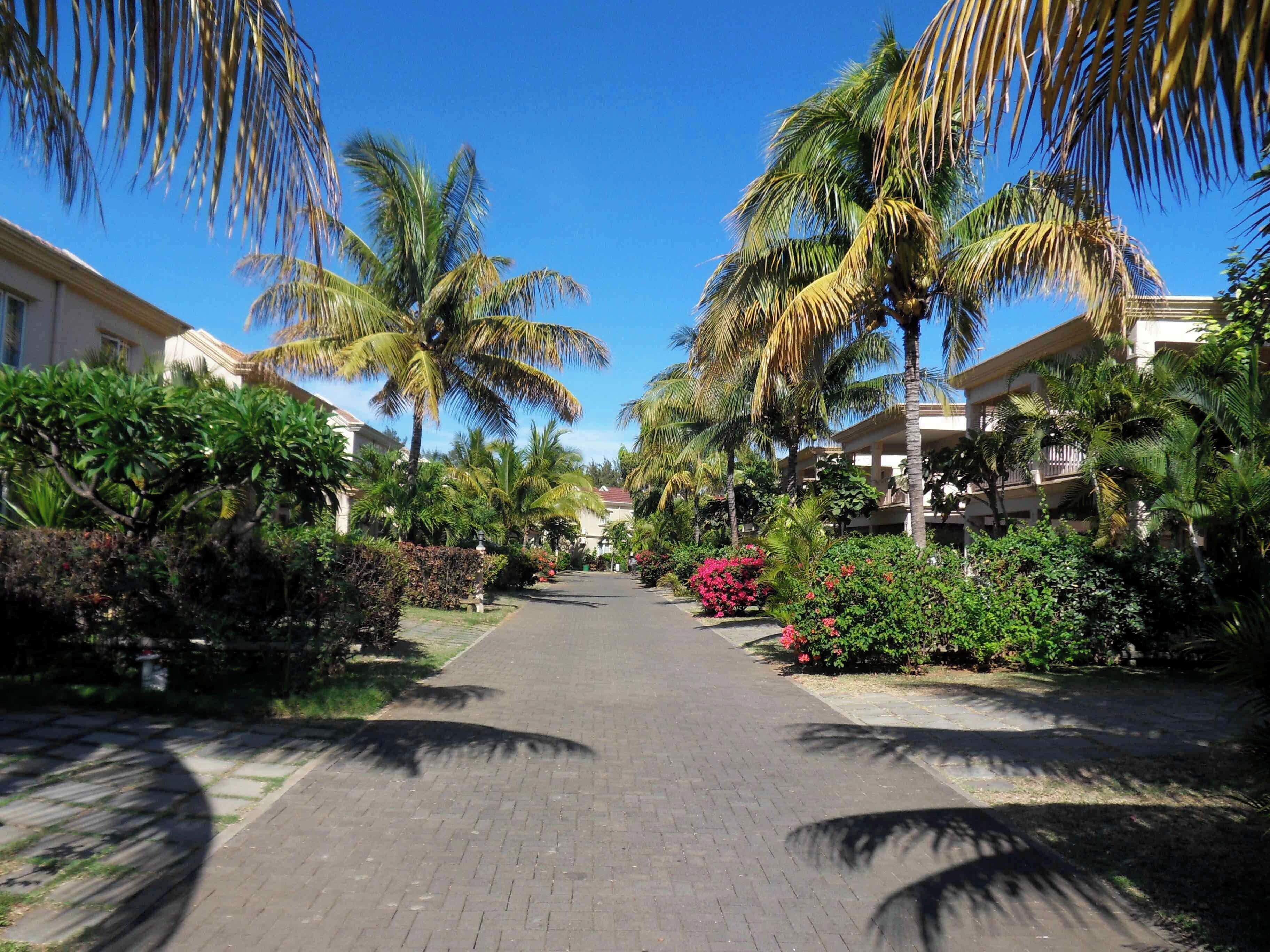 A paved pathway flanked by lush greenery and palm trees, leading to a building with balconies.