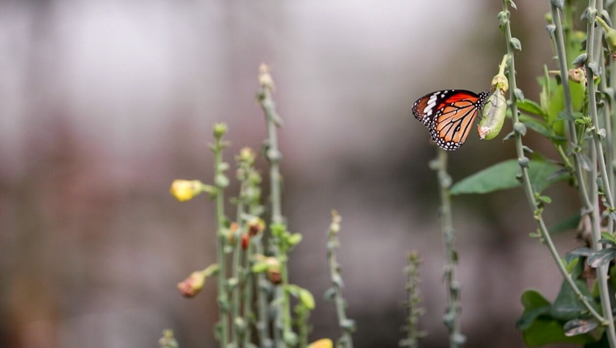 Una mariposa sobre una planta.