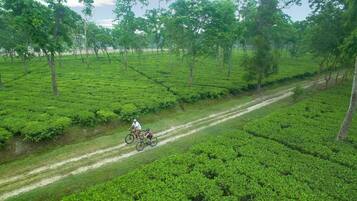 Une personne à vélo, circulant sur un chemin de terre qui traverse une luxuriante plantation de thé verdoyante.