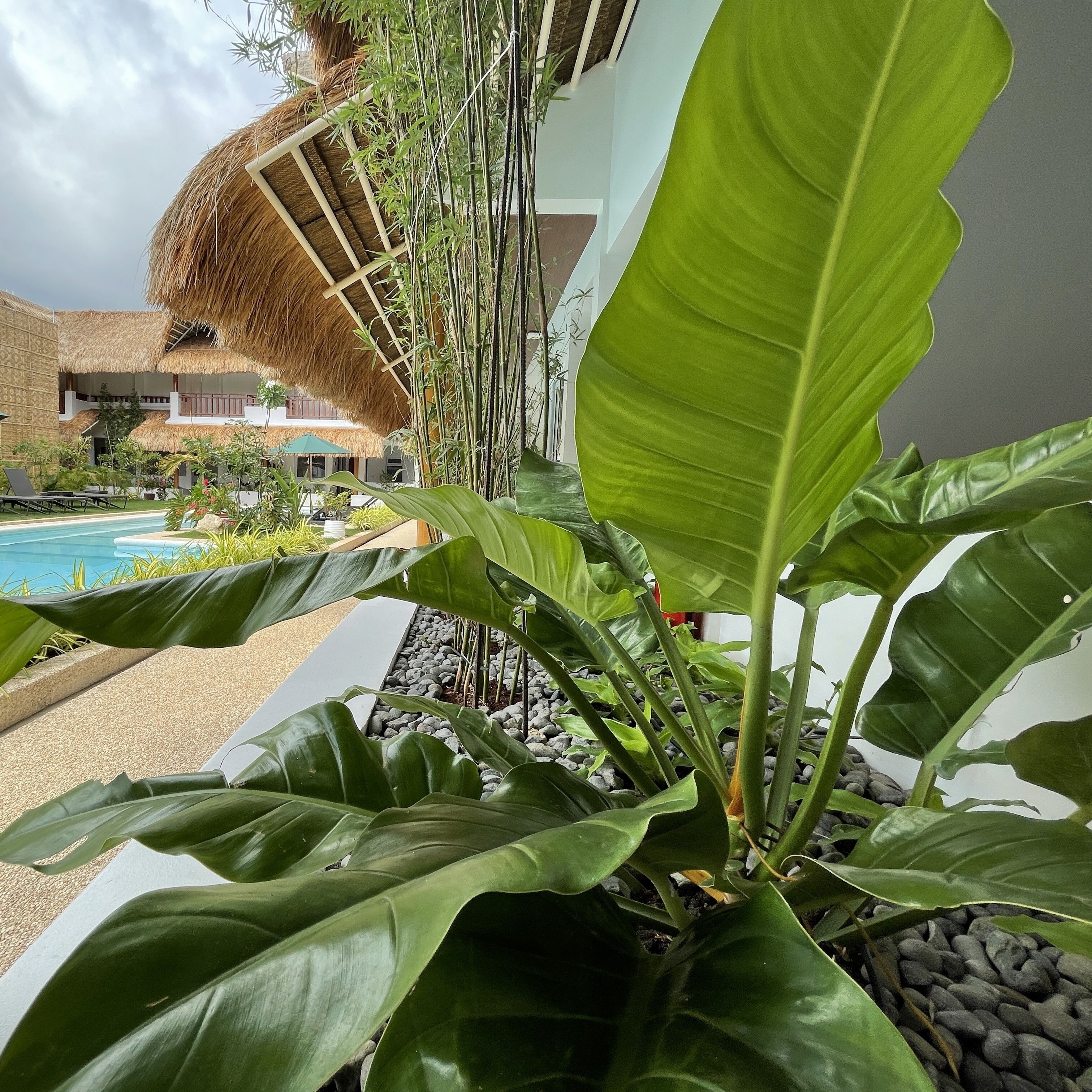 A pool area with a thatched roof structure, large green plants, and a modern building in the background.
